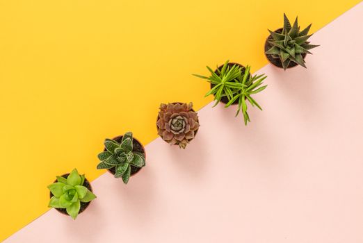 Row of succulent plants on bright yellow and pink background.