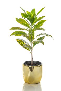 Gold Dust Croton plant in a golden pot, isolated on white background.