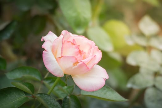 Roses in the garden, Roses are beautiful with a beautiful sunny day.