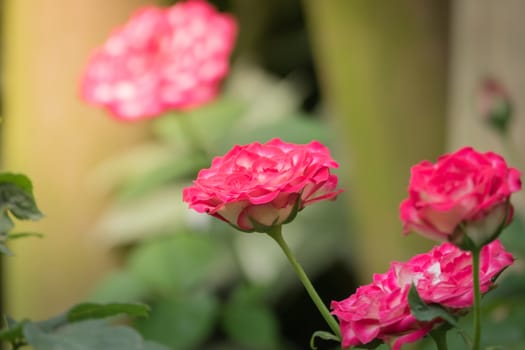 Roses in the garden, Roses are beautiful with a beautiful sunny day.