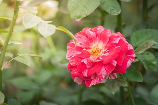 Roses in the garden, Roses are beautiful with a beautiful sunny day.