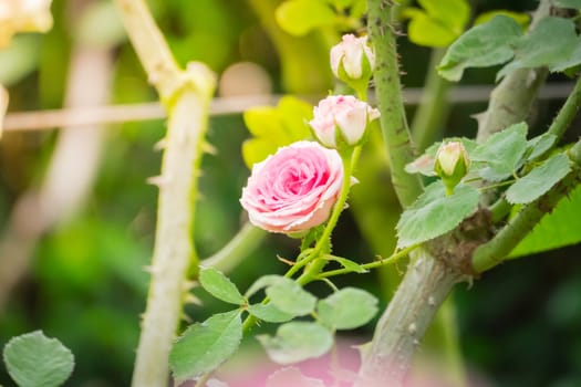 Roses in the garden, Roses are beautiful with a beautiful sunny day.