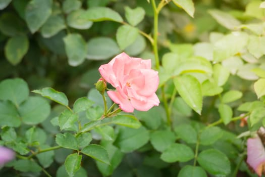 Roses in the garden, Roses are beautiful with a beautiful sunny day.