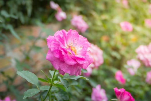 Roses in the garden, Roses are beautiful with a beautiful sunny day.