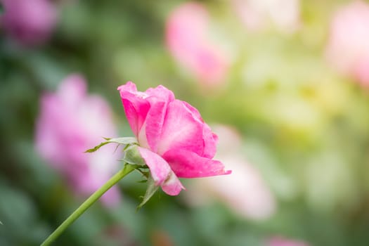 Roses in the garden, Roses are beautiful with a beautiful sunny day.