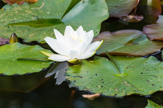 Nymphaea lotus, water lily has white petals, yellow stamens and green pads.