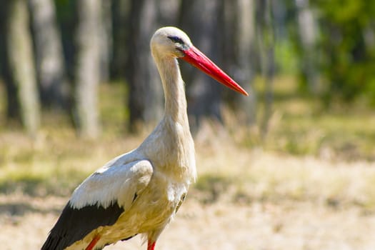 Stork close-up in wood looking for food. Beautiful big bird in nature
