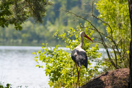 Walking stork lake and forest. Beautiful big bird in nature