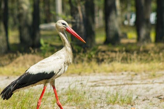 Walking stork look for food. Beautiful big bird in nature