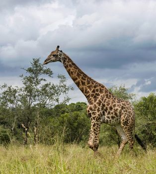 giraffe in kruger national park during a safari in south africa