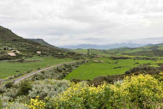 nature and landscape of sardinia island with road and yellow flowers as forground