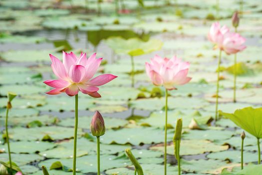 pink lotus flower blooming among lush leaves in pond under bright summer sunshine