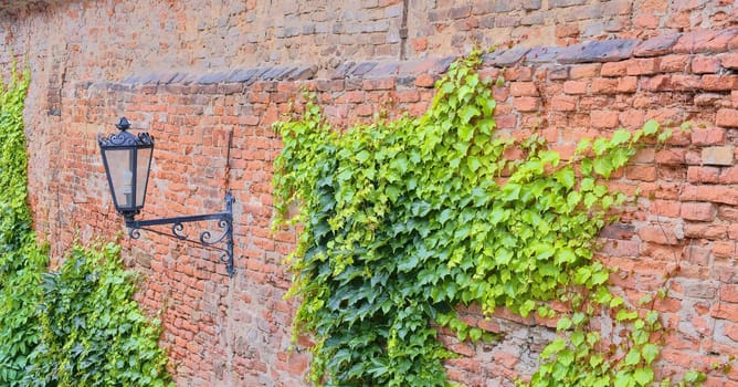 Ivy on red brick wall. Old fashioned urban lighting on red wall. 