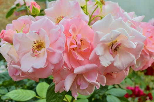 Pink roses. A bunch of pink roses. Close-up. 