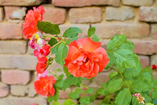 Red roses on red brick background. Romantic scenery.