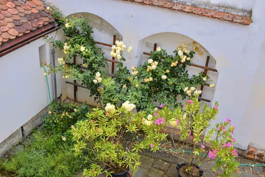 View on romantic urban scenery. Historic urban backyard with flowers.