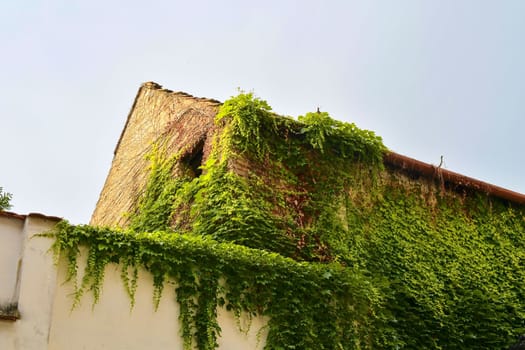 Ivy on an old bulding. Romantic urban scenery. 