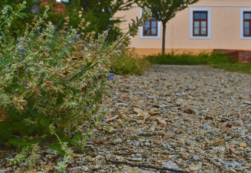 Urban gravel path. Soft colors. Flowers and building on background. Selective focus.