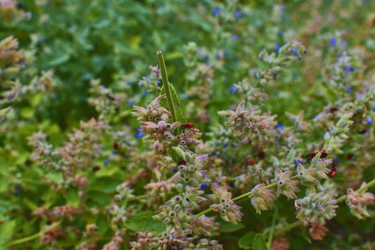 The firebugs on flowers. Soft colors. Flowery background. 