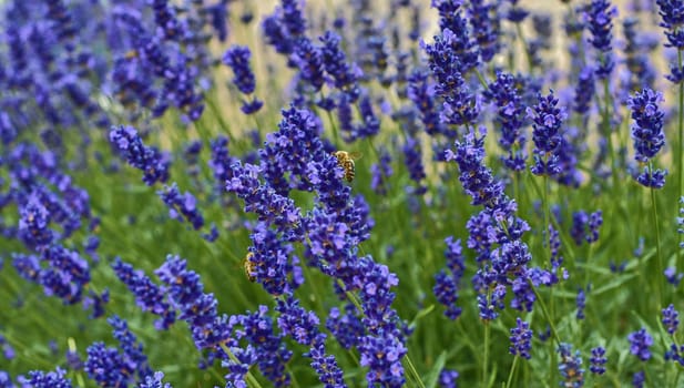 Tenderness of lavender fields. Lavenders background. Soft and selective focus. Bees on lavenders.