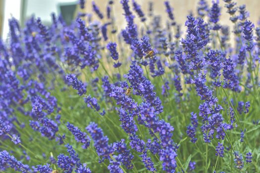 Tenderness of lavender fields. Lavenders background. Soft focus. Bees on lavender.