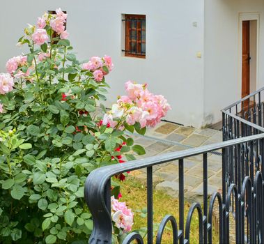 Iron banister and a rose bush. Pink roses and hammerd banisters. Classical forged banister.