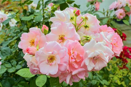 Pink roses. A bunch of pink roses. Close-up. 