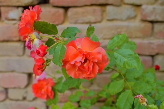 Red roses on red brick background. Romantic scenery