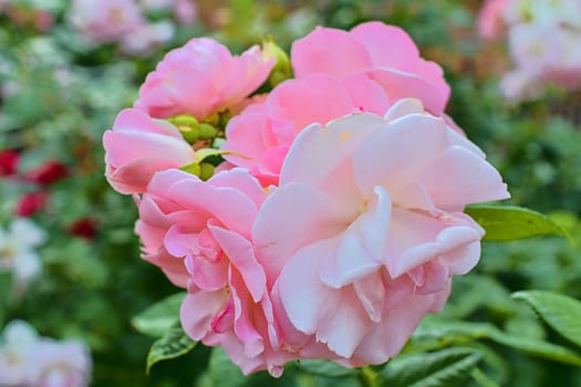 Pink roses. A bunch of pink roses. Close-up. Selective focus.