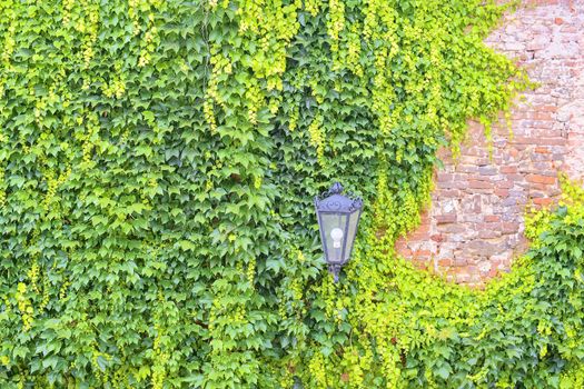 Ivy on an old bulding. Romantic urban scenery with classical lighting