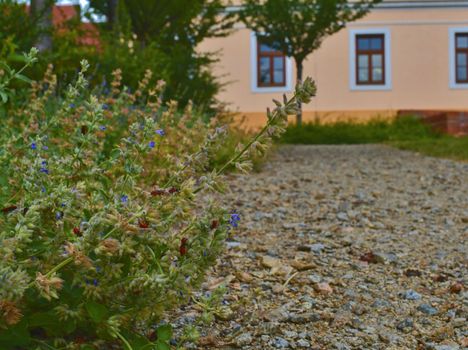 Urban gravel path. Soft colors. Flowers and building on background. Selective focus.