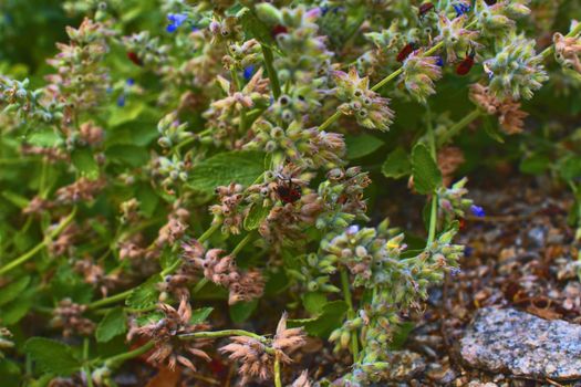 The firebugs on flowers. Soft colors. Flowery background 