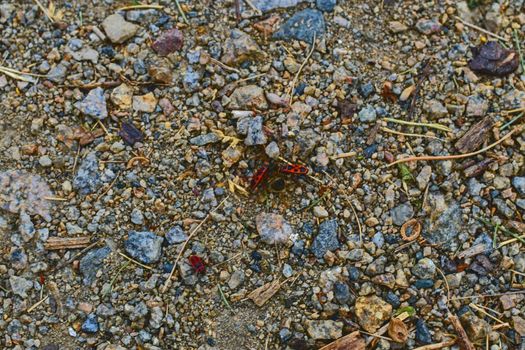 The firebugs on gravel path. Soft colors.