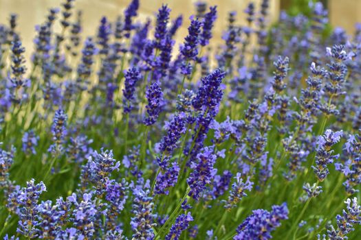 Tenderness of lavenders. Lavenders background. Soft and selective focus. 