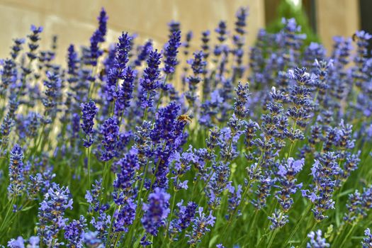 Tenderness of lavenders. Lavenders background. Soft and selective focus. Bee on lavenders.