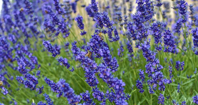 Tenderness of lavender fields. Lavenders background. Soft and selective focus. Bees on lavender.