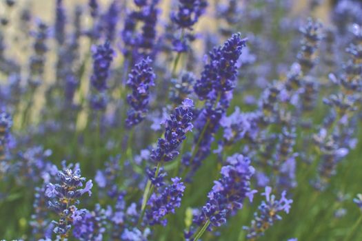 Tenderness of lavender fields. Lavenders background. Soft and selective focus. Add haze. 