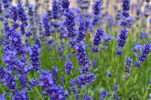 Tenderness of lavender fields. Lavenders background. Soft focus. Bee on lavender.