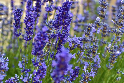 Tenderness of lavender fields. Lavenders background. Soft focus. DOF