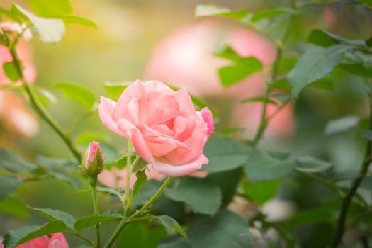 Roses in the garden, Roses are beautiful with a beautiful sunny day.