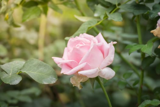 Roses in the garden, Roses are beautiful with a beautiful sunny day.