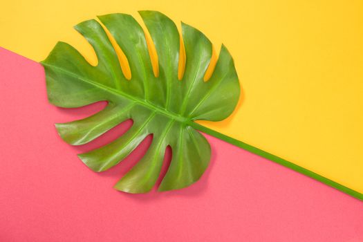 Monstera palm leaf on bright pink and yellow background. Tropical summer.