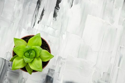 Green succulent plant on abstract black and white painted background.