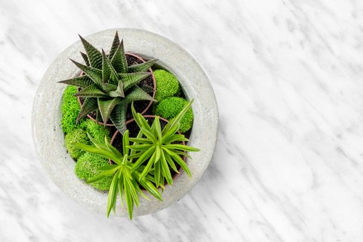 Succulent plants in a handmade concrete planter, on marble background. Beautiful home decor.