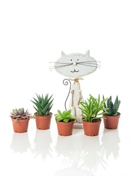 Potted succulent plants and wooden cat, on white background with reflection.