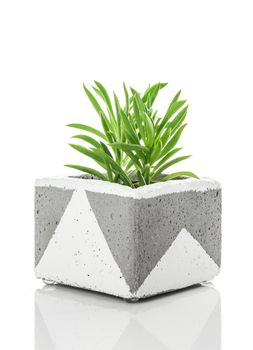 Succulent plant in a handmade concrete planter, on white background. Contemporary home decor.