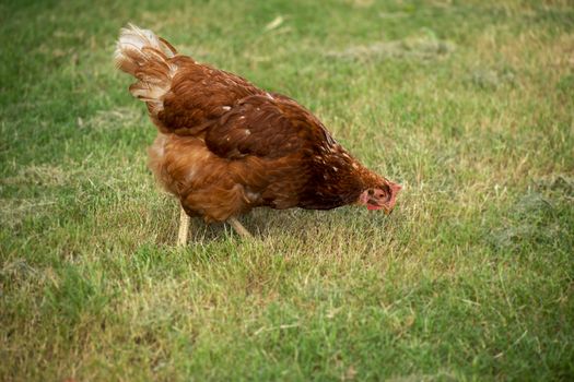 Chicken freely roaming on a farm during the day