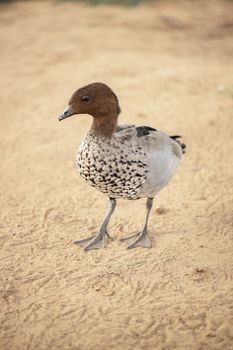 Small duck freely roaming on a farm during the day