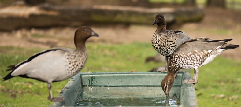 Ducks on a farm during the day drinking water.