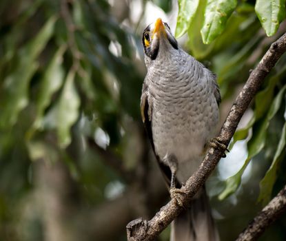 The noisy miner bird by itself during the day